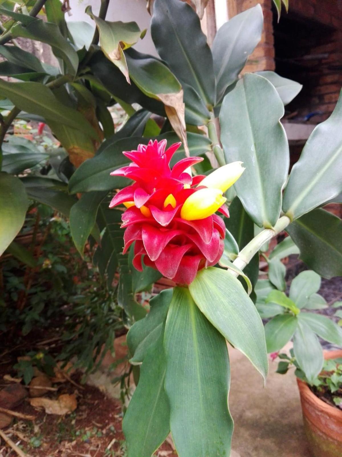 Hosteria La Cabana 푸에르토이과수 외부 사진